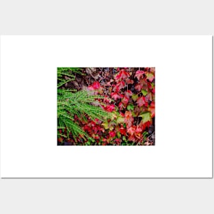 Red Leaves and Evergreens Posters and Art